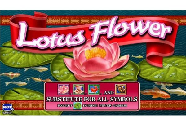 Lotus Flower Lotus Flower